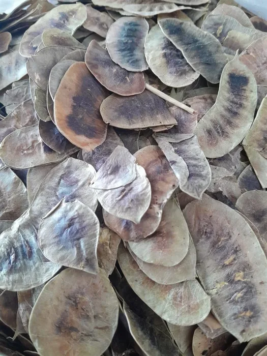 AÇLIK OTU (100GR)