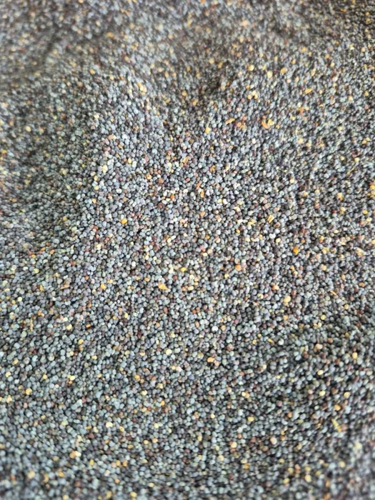 Haşhaş (Mavi) 100Gr